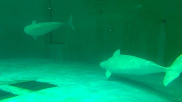 鴨川シーワールドに投稿された画像（2022/6/27）