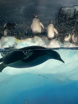 名古屋港水族館に投稿された画像（2022/6/27）