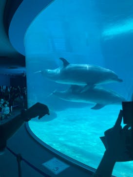 名古屋港水族館に投稿された画像（2022/6/27）