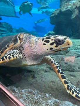 名古屋港水族館に投稿された画像（2022/6/27）
