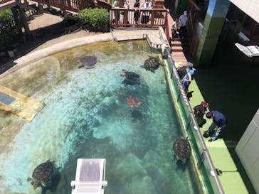 新江ノ島水族館に投稿された画像（2022/6/27）