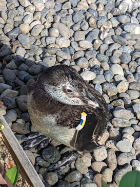 上越市立水族博物館 うみがたりに投稿された画像（2022/6/27）