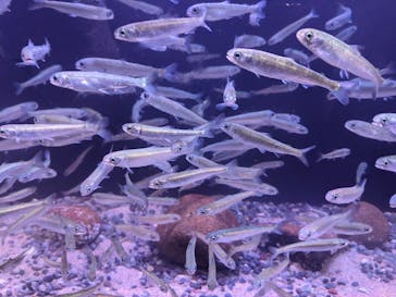 上越市立水族博物館 うみがたりに投稿された画像（2022/6/27）