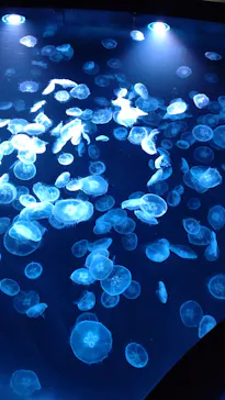 すみだ水族館に投稿された画像（2022/6/27）