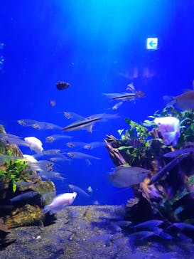 サンシャイン水族館に投稿された画像（2022/6/27）