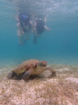 宮古島 ADVENTURE PiPi（ミヤコジマ アドベンチャー ピピ）に投稿された画像（2022/6/27）