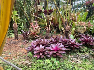 ナゴパイナップルパークに投稿された画像（2022/6/27）