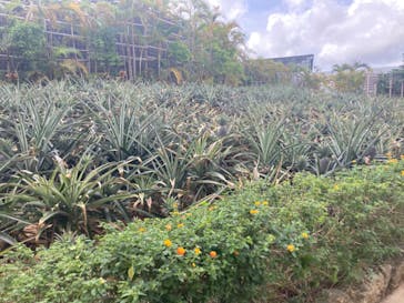 ナゴパイナップルパークに投稿された画像（2022/6/27）