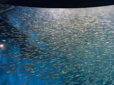 名古屋港水族館に投稿された画像（2022/6/27）