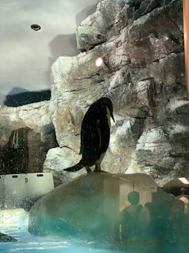 名古屋港水族館に投稿された画像（2022/6/27）
