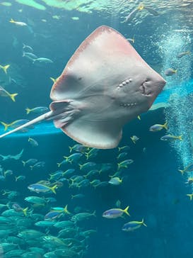 鴨川シーワールドに投稿された画像（2022/6/27）