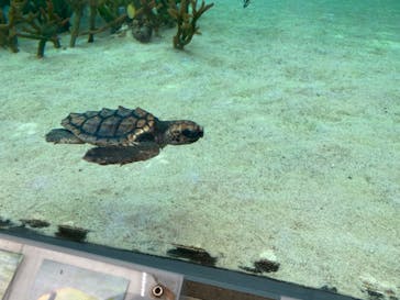 鴨川シーワールドに投稿された画像（2022/6/27）