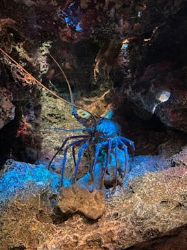 鴨川シーワールドに投稿された画像（2022/6/27）