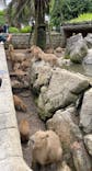 伊豆シャボテン動物公園に投稿された画像（2022/6/28）