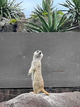 伊豆シャボテン動物公園に投稿された画像（2022/6/27）