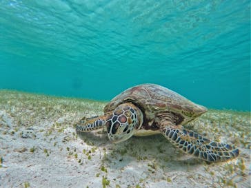 宮古島 ADVENTURE PiPi（ミヤコジマ アドベンチャー ピピ）に投稿された画像（2022/6/28）