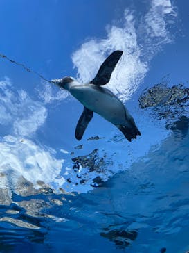 サンシャイン水族館に投稿された画像（2022/6/28）