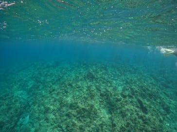 武藤潜水に投稿された画像（2022/6/28）