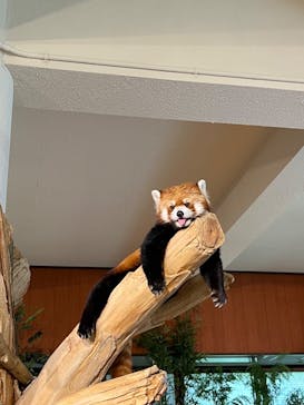 ネオパークオキナワに投稿された画像（2022/6/28）