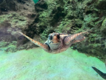 鴨川シーワールドに投稿された画像（2022/6/28）