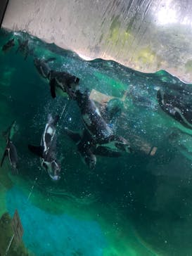 よこはま動物園ズーラシアに投稿された画像（2022/6/28）