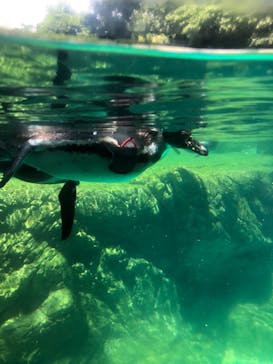 よこはま動物園ズーラシアに投稿された画像（2022/6/28）