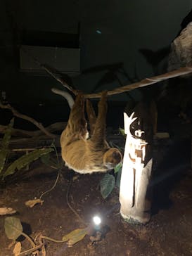 カワスイ 川崎⽔族館に投稿された画像（2022/6/28）