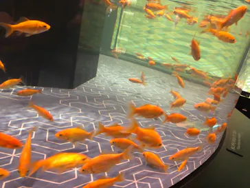 すみだ水族館に投稿された画像（2022/6/28）