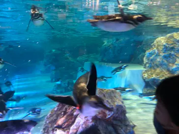 すみだ水族館に投稿された画像（2022/6/28）