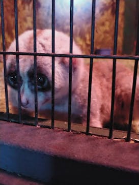 那須ワールドモンキーパークに投稿された画像（2022/6/28）