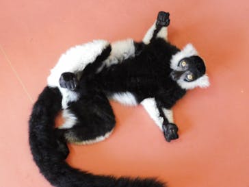 那須ワールドモンキーパークに投稿された画像（2022/6/28）