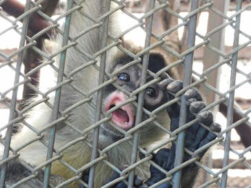 那須ワールドモンキーパークに投稿された画像（2022/6/28）