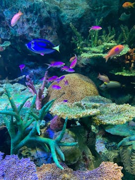 サンシャイン水族館に投稿された画像（2022/6/28）