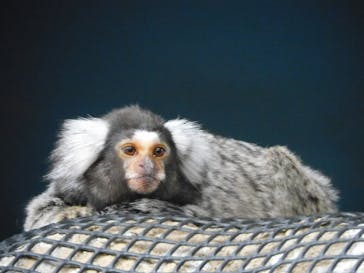 那須どうぶつ王国に投稿された画像（2022/6/28）