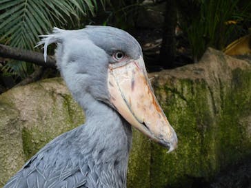 那須どうぶつ王国に投稿された画像（2022/6/28）