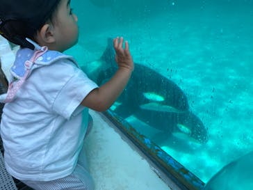 鴨川シーワールドに投稿された画像（2022/6/28）