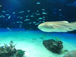 サンシャイン水族館に投稿された画像（2022/6/29）
