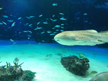サンシャイン水族館に投稿された画像（2022/6/28）
