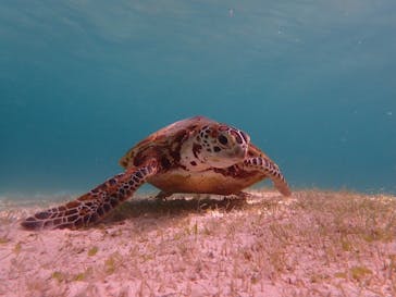 宮古島 ADVENTURE PiPi（ミヤコジマ アドベンチャー ピピ）に投稿された画像（2022/6/28）