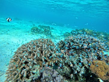 宮古島 ADVENTURE PiPi（ミヤコジマ アドベンチャー ピピ）に投稿された画像（2022/6/29）