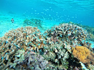 宮古島 ADVENTURE PiPi（ミヤコジマ アドベンチャー ピピ）に投稿された画像（2022/6/29）