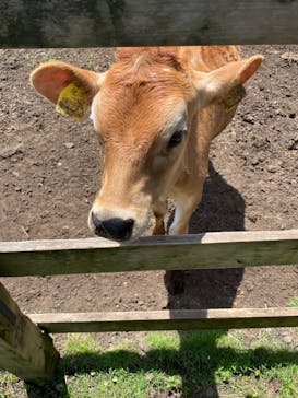 まかいの牧場に投稿された画像（2022/6/29）