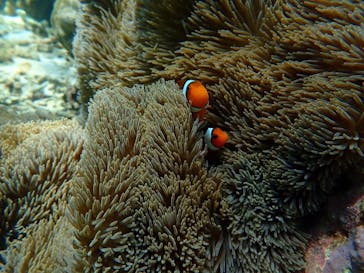 宮古島 ADVENTURE PiPi（ミヤコジマ アドベンチャー ピピ）に投稿された画像（2022/6/29）