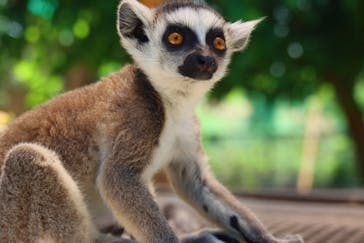 しろとり動物園に投稿された画像（2022/6/29）