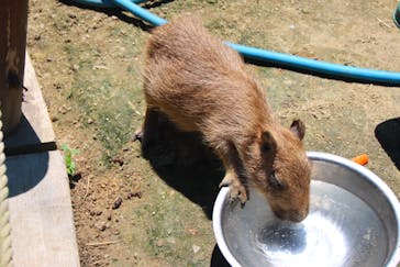 しろとり動物園に投稿された画像（2022/6/29）
