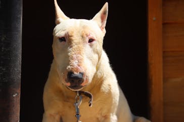 しろとり動物園に投稿された画像（2022/6/29）