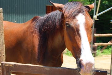 しろとり動物園に投稿された画像（2022/6/29）