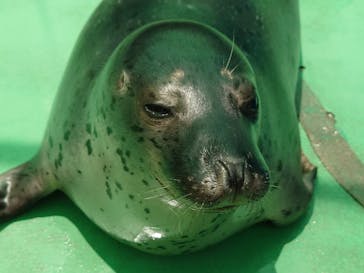 ゼロ距離水族館 伊勢シーパラダイスに投稿された画像（2022/6/29）