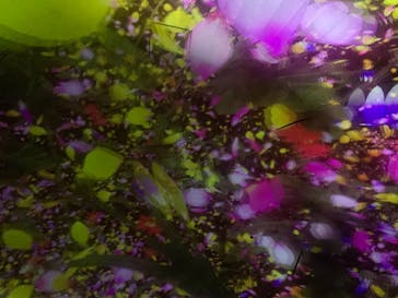 チームラボプラネッツ TOKYO DMMに投稿された画像（2022/6/29）