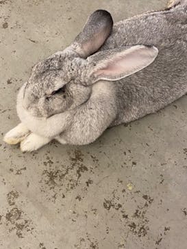 Moff アニマル カフェ イーアス 高尾店に投稿された画像（2022/6/30）